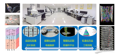 細胞能量工廠——線粒體如何解碼神經(jīng)元活動模態(tài)及其在網(wǎng)絡技術開發(fā)中的應用